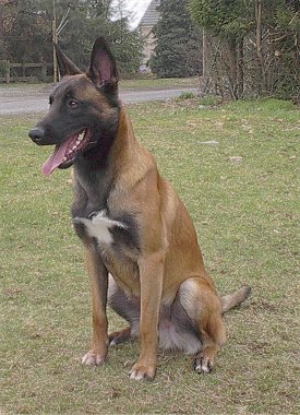 http://chiensdesecurite.cowblog.fr/images/malinois.jpg